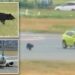 Japanese airport facing ‘bear’ traffic control problems on the runway
