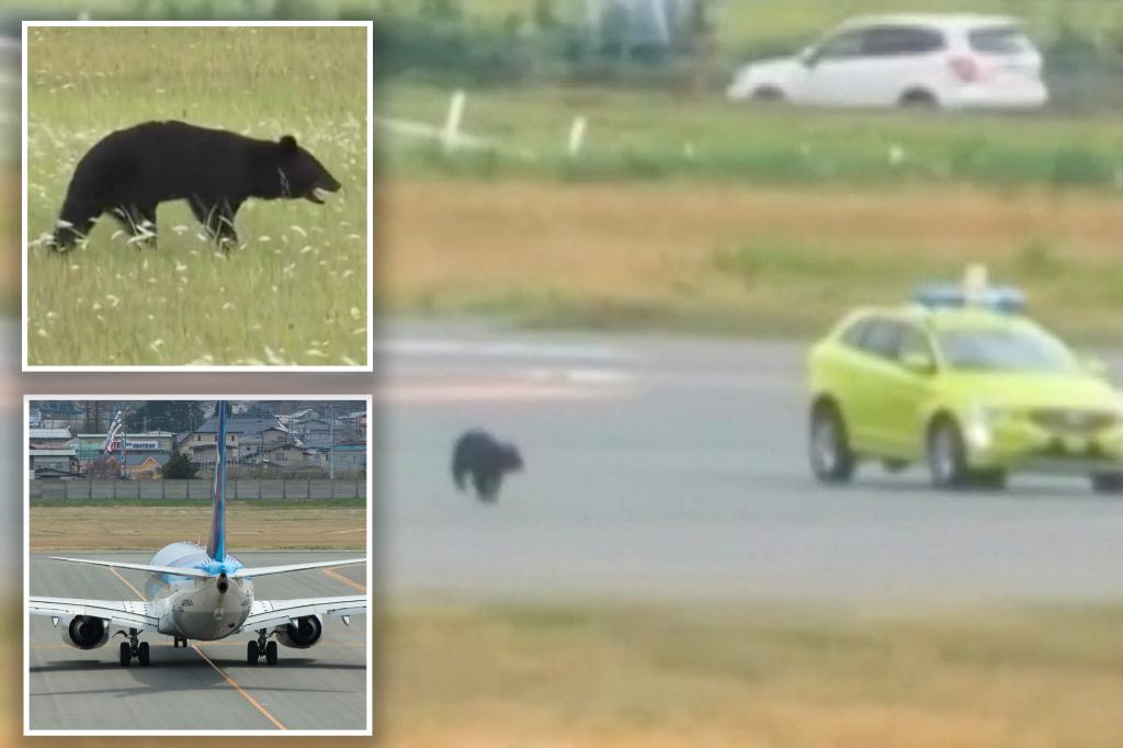 Japanese airport facing ‘bear’ traffic control problems on the runway