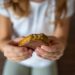 TikTok viral Dubai chocolate urgently pulled from Australian shelves