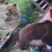 Bears escape wildlife park enclosure and feast on week’s worth of honey