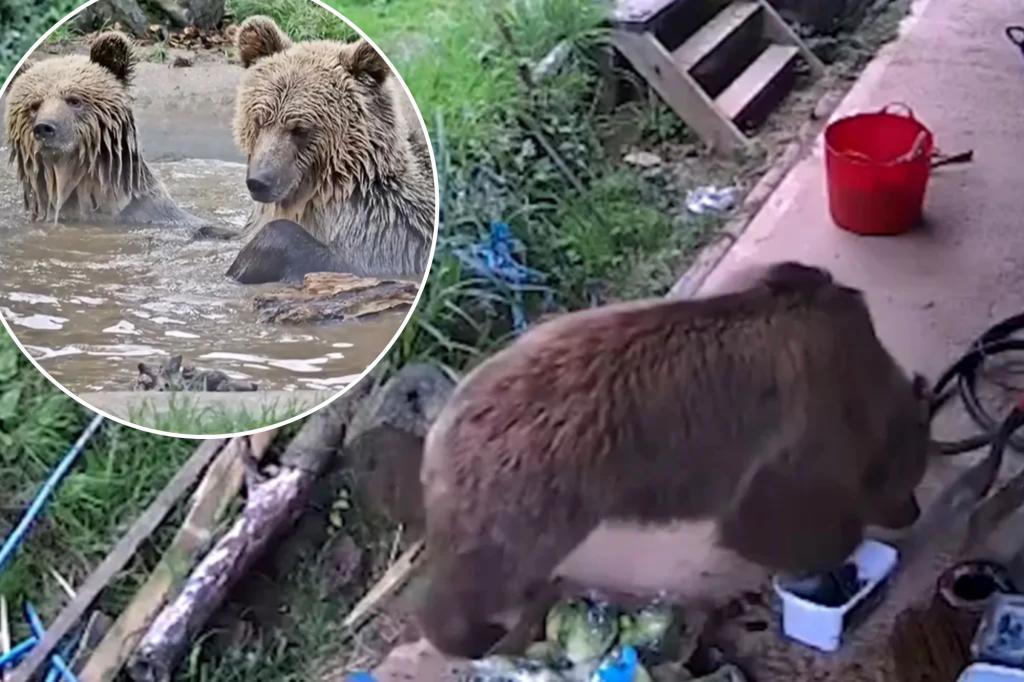 Bears escape wildlife park enclosure and feast on week’s worth of honey