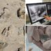 Viking-era burial site with elite family treasures and gifts discovered, plus an ‘unusual casket’
