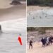 Moment shark chases 16-year-old boy to land after mauling him off popular beach captured in terrifying footage