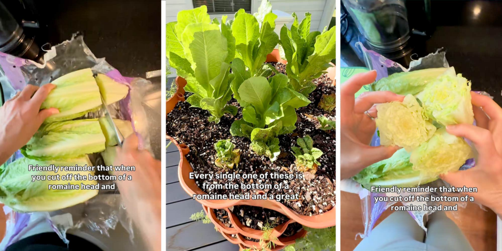 "A great way to reduce, reuse, and recycle": Woman shows how to regrow lettuce. It will save you time and money at the grocery store