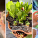 "A great way to reduce, reuse, and recycle": Woman shows how to regrow lettuce. It will save you time and money at the grocery store