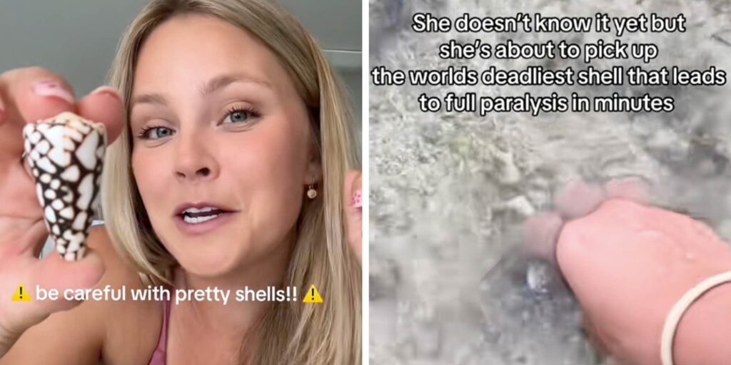 Woman picks up a pretty seashell. Then learns its poisonous enough to kill 700 people