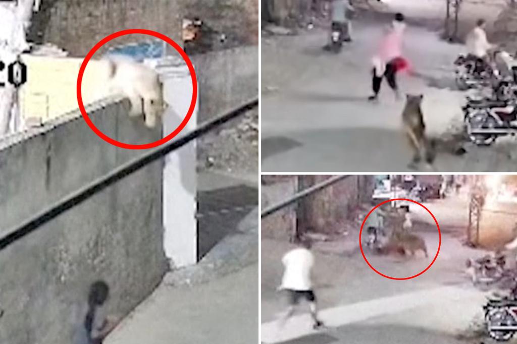 Harrowing video shows escaped lion chasing and mauling a mom and her two young kids