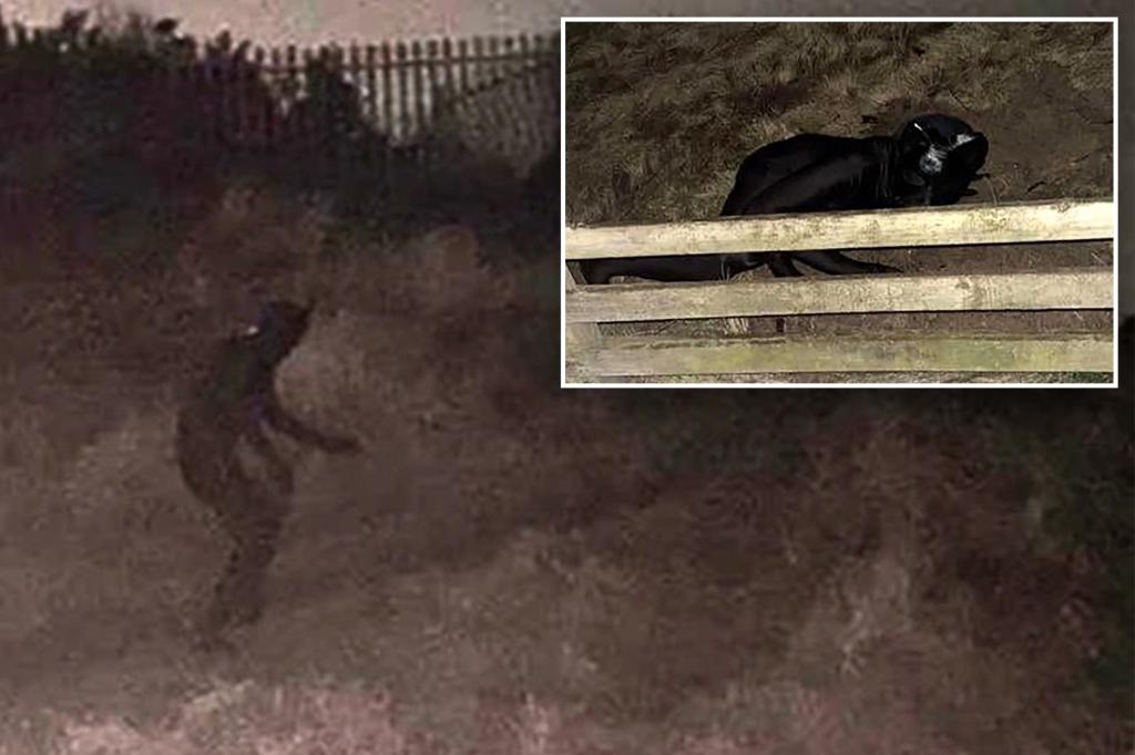 Mystery ‘gimp’ in full-body cat suit freaks out town with jump scares, unwanted meows: ‘Just a bit strange’