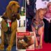 Hero Italian police dog killed after eating nail-laced sausages — his trainer issues warning to suspects: ‘YOU WILL PAY’
