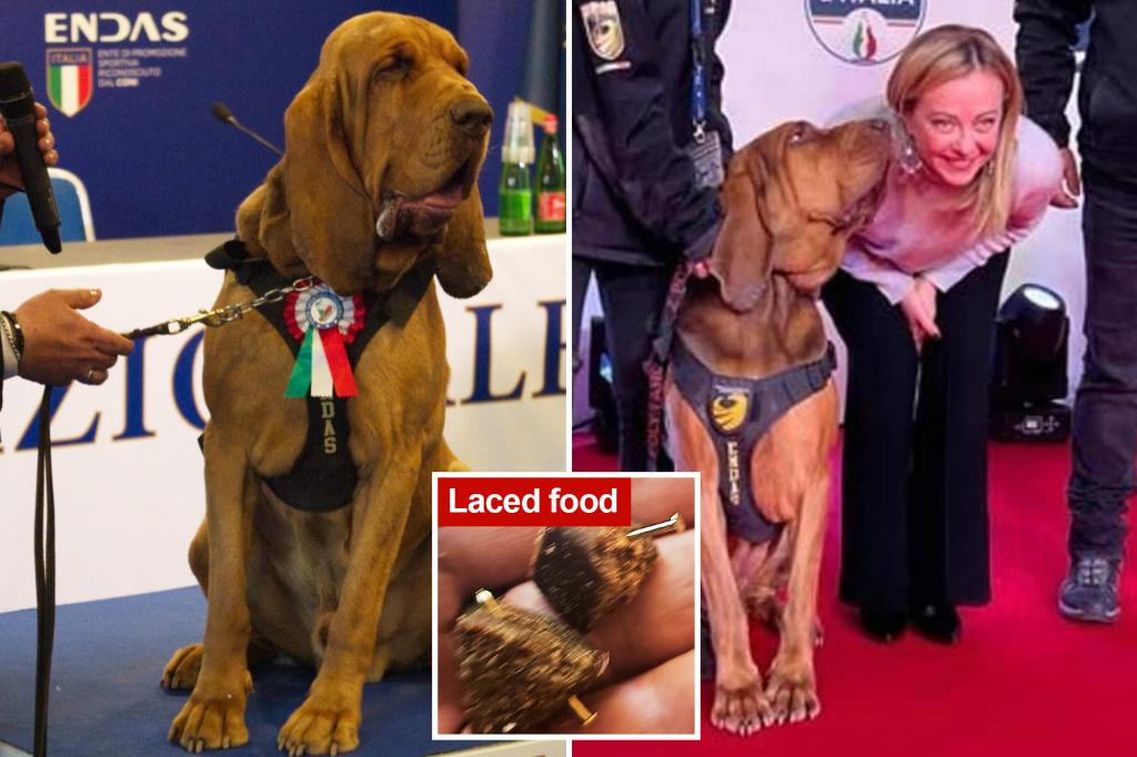 Hero Italian police dog killed after eating nail-laced sausages — his trainer issues warning to suspects: ‘YOU WILL PAY’