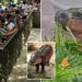 Thailand’s viral hippo Moo Deng celebrates first birthday