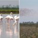 Feisty flamingos threaten production of risotto in Italy