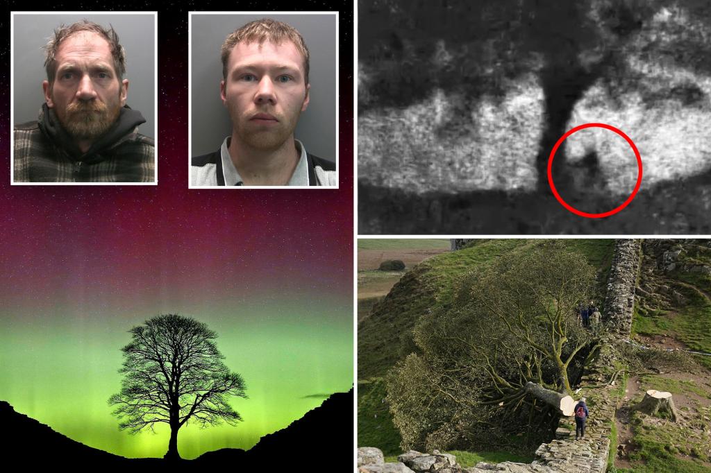 Sycamore Gap vandals face their fate in English court for felling beloved tree