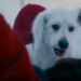 Krypto was the real MVP": Director James Gunn reacts to reports that Superman movie is increating dog adoptions, calling it a "blessing