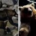 Japan launches first-ever brown bear emergency after several people killed in attacks