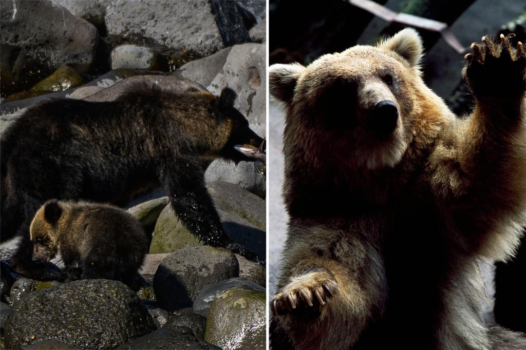 Japan launches first-ever brown bear emergency after several people killed in attacks