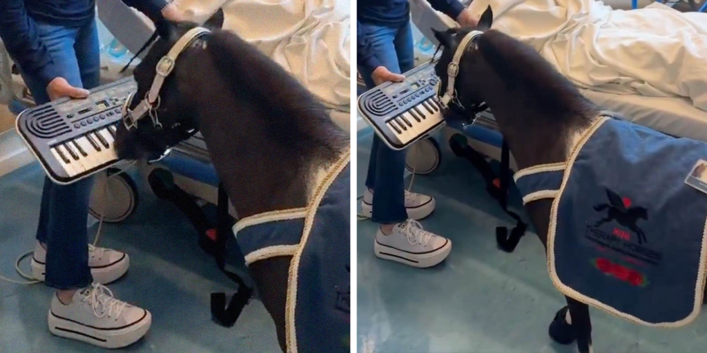 "I’d wake up screaming": Mini horse playing the keyboard in a hospital goes viral with mixed reactions