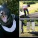 Police officials host ‘bear drills’ following string of bear attacks