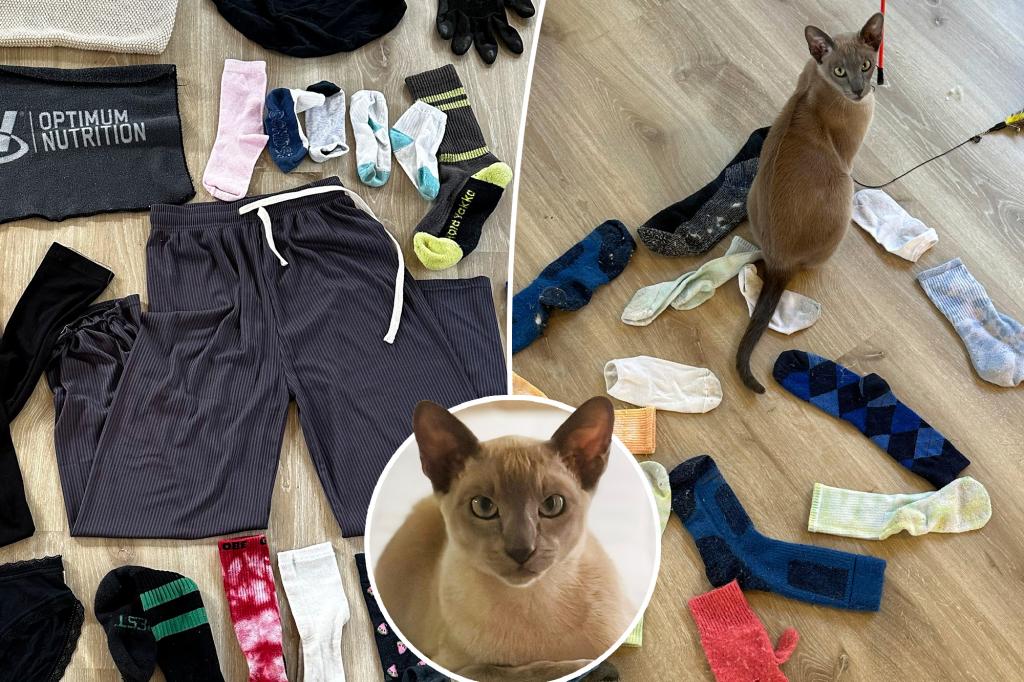 A cat named Leonardo da Pinchy doesn’t want your affection — he wants to steal your underwear