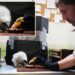Zookeepers in Prague turn into puppeteers to save baby vultures