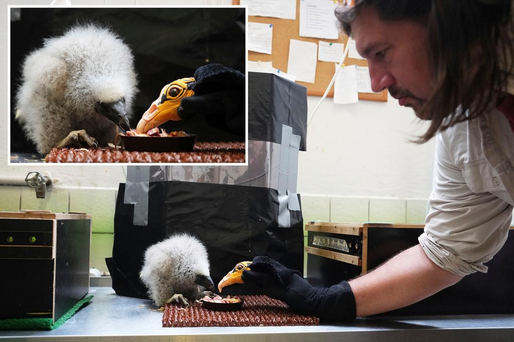 Zookeepers in Prague turn into puppeteers to save baby vultures