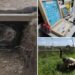 Why are scientists dressing pigs in clothes and burying them in Mexico?