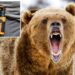 Quick-thinking wife saves husband with bear spray during grizzly attack in Canadian wilderness