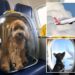 Australian airline wins approval to carry pets on flights — behind all the cuddly details