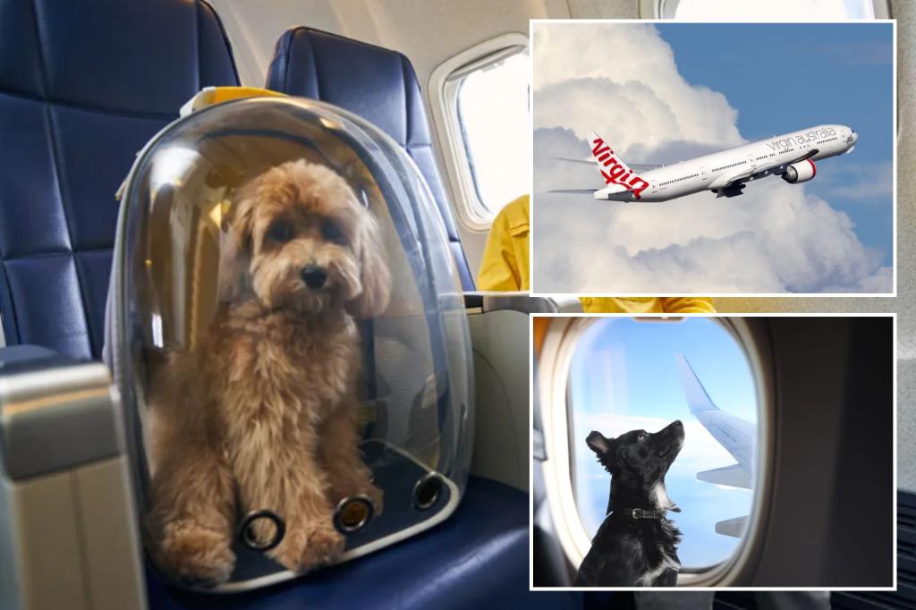 Australian airline wins approval to carry pets on flights — behind all the cuddly details