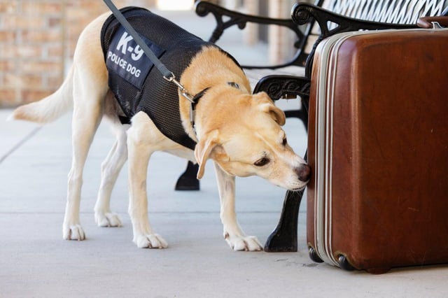 A former Obama official sponsored a government K9 in memory of his dead wife. Trump stopped him going to its graduation ceremony