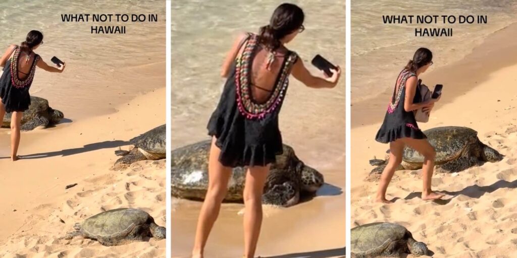 "All the narcissists saying she did nothing wrong": Tourist walks through sea turtle habitat for selfies, despite being yelled at