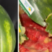 "I am completely disgusted": Woman cuts open Walmart watermelon to reveal nightmare inside