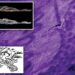 Wild tattoos of 2,500-year-old Siberian ‘ice mummy’ revealed for first time