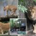 Denmark zoo asks people to donate their pets as food for its predators