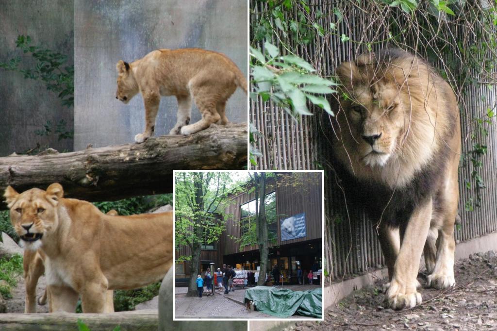 Denmark zoo asks people to donate their pets as food for its predators