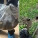 Nearly 2-foot-long rat ‘almost the size of a small cat’ discovered inside family home: ‘Growing problem’