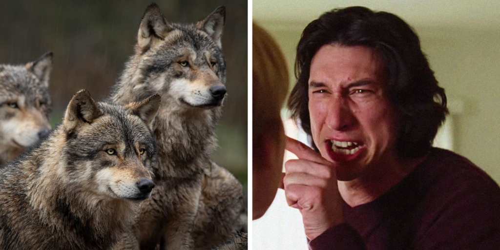 From meme to animal control: The USDA is apparently utilizing the fight scene in "Marriage Story" to train wolves to avoid humans