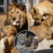 Czech zoo welcomes 4 rare Barbary lion cubs whose population is extinct in the wild