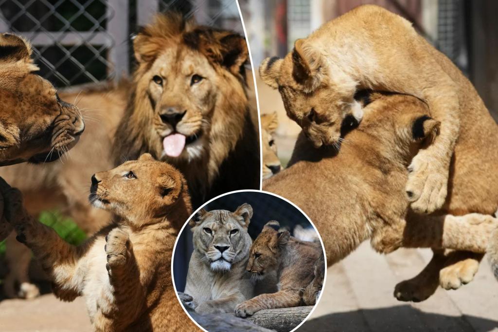 Czech zoo welcomes 4 rare Barbary lion cubs whose population is extinct in the wild