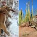Millionaire Texas rancher fatally gored by buffalo during South Africa hunting trip