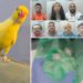 Massive crack and heroin ring brought down by drug dealer’s squealing pet canary