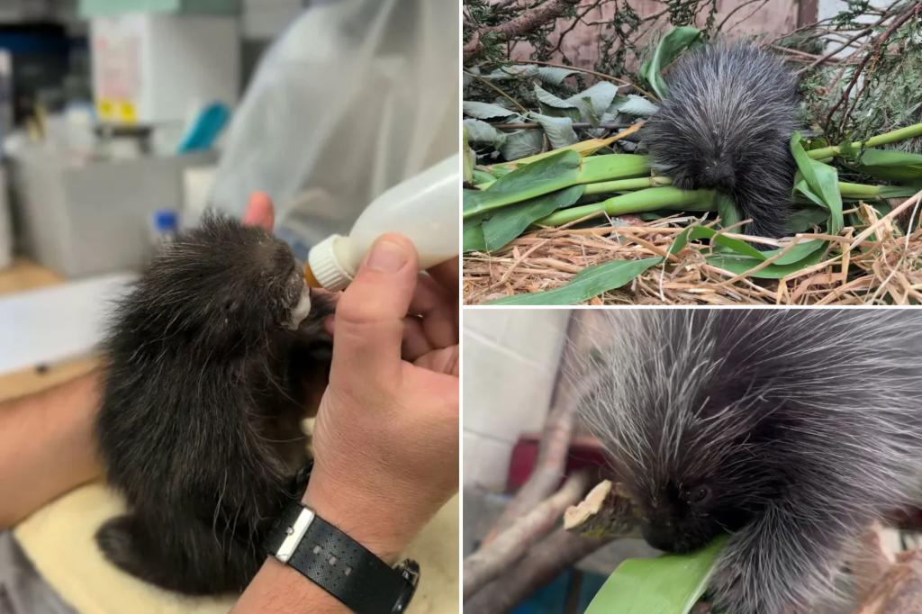 Zookeepers save life of baby porcupine with unique type of therapy