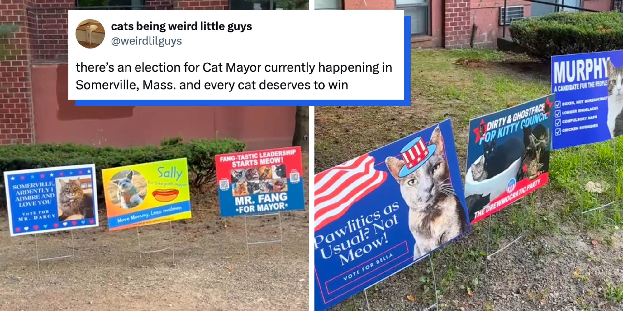 "Finally, some real candidates that deserve our attention": Massachusetts town's "Cat Mayor" tradition has residents campaigning for their cats