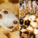 Deadly honey bee parasite detected in Australian beehives