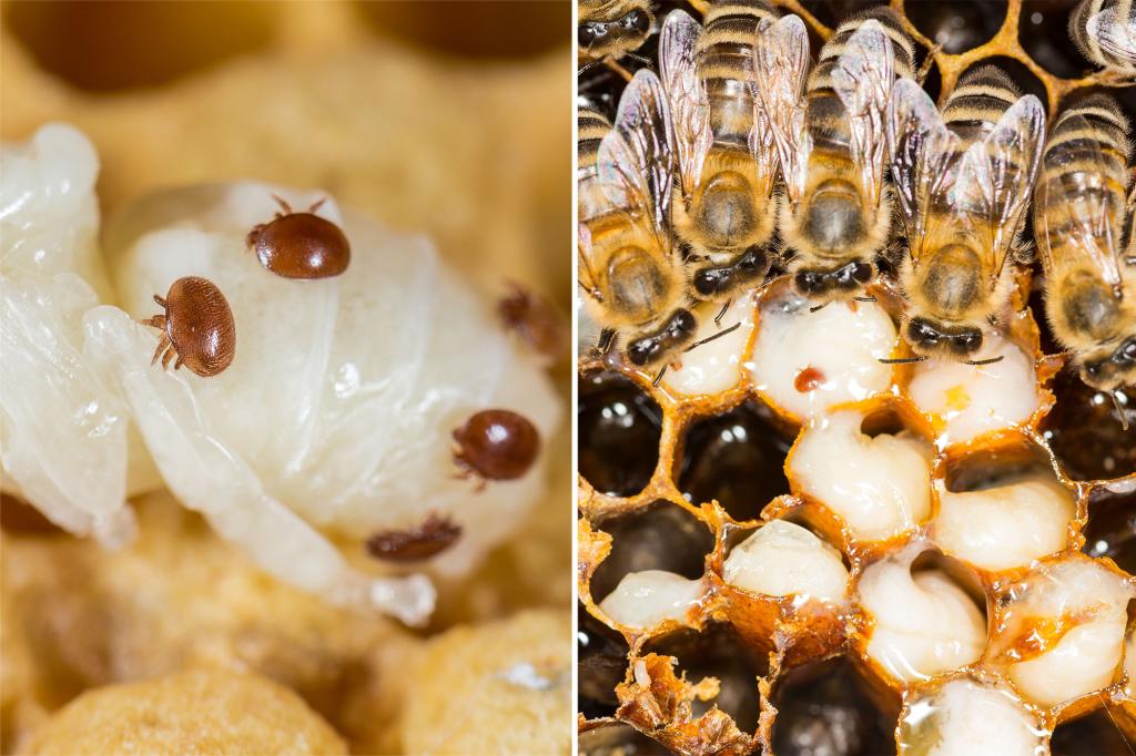 Deadly honey bee parasite detected in Australian beehives