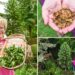 Retired couple’s prehistoric ‘money tree’ produces first-ever seeds worth over $6K