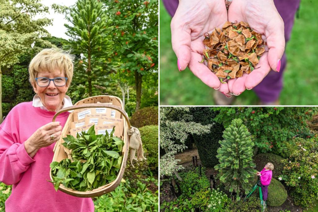 Retired couple’s prehistoric ‘money tree’ produces first-ever seeds worth over $6K