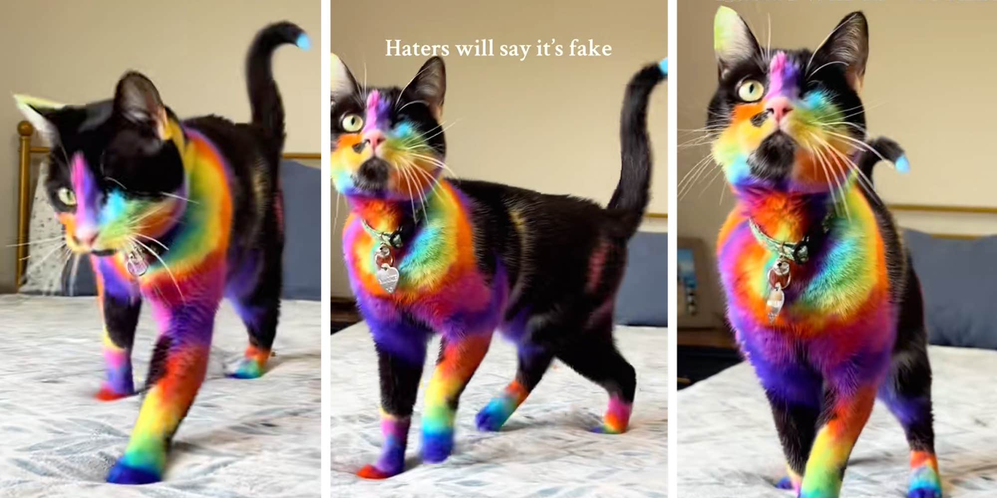 “Real life Lisa Frank”: Pet owner dyes cat's fur into a rainbow of colors, sparking concern