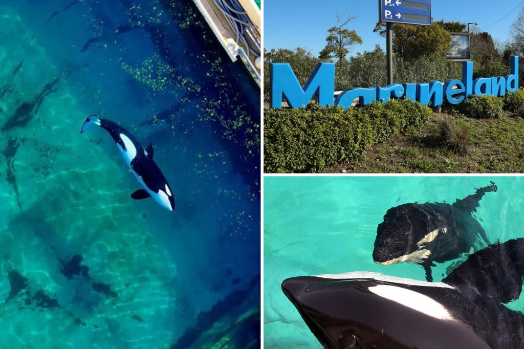 Trainers at marine zoo take extreme measures to stop killer whale from mating with his mother: ‘Perverse new low’