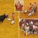 Horrific moment bullfighter is gored to death during his first performance
